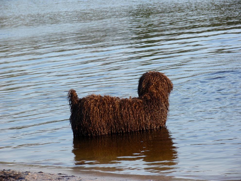 Spaanse Waterhond 2009 Groene Ster