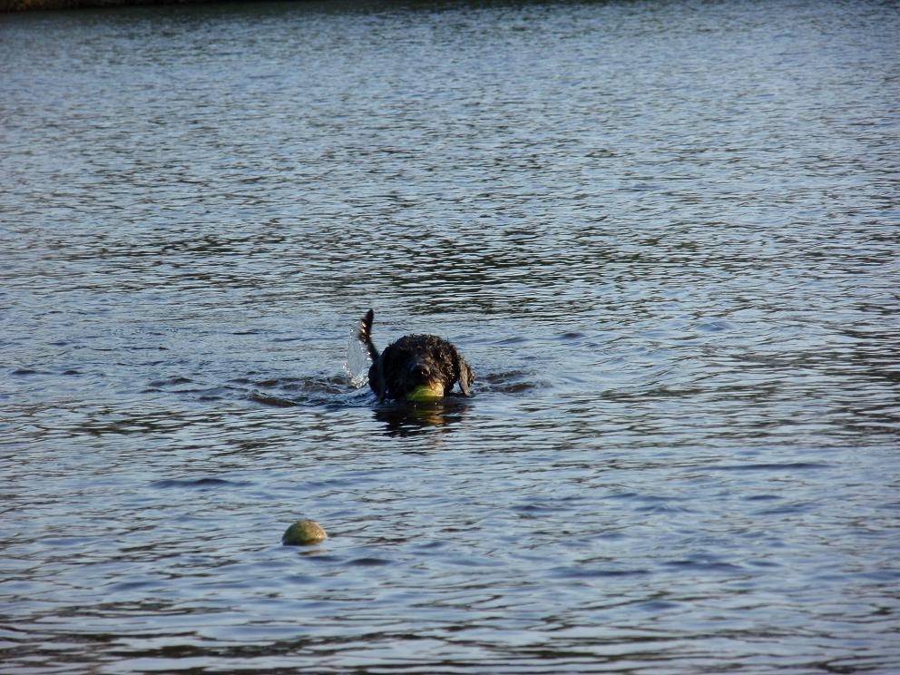 Spaanse Waterhond 2009 Groene Ster