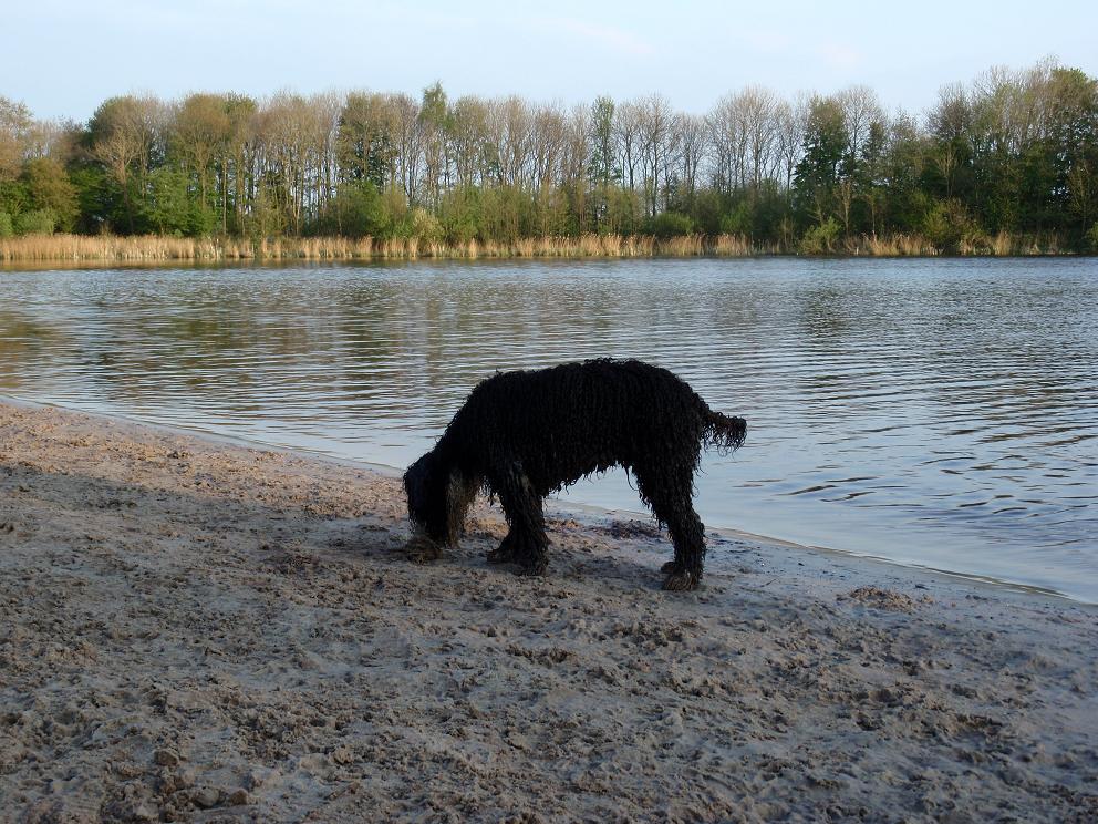 Spaanse Waterhond 2009 Groene Ster