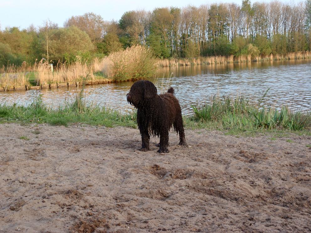 Spaanse Waterhond 2009 Groene Ster