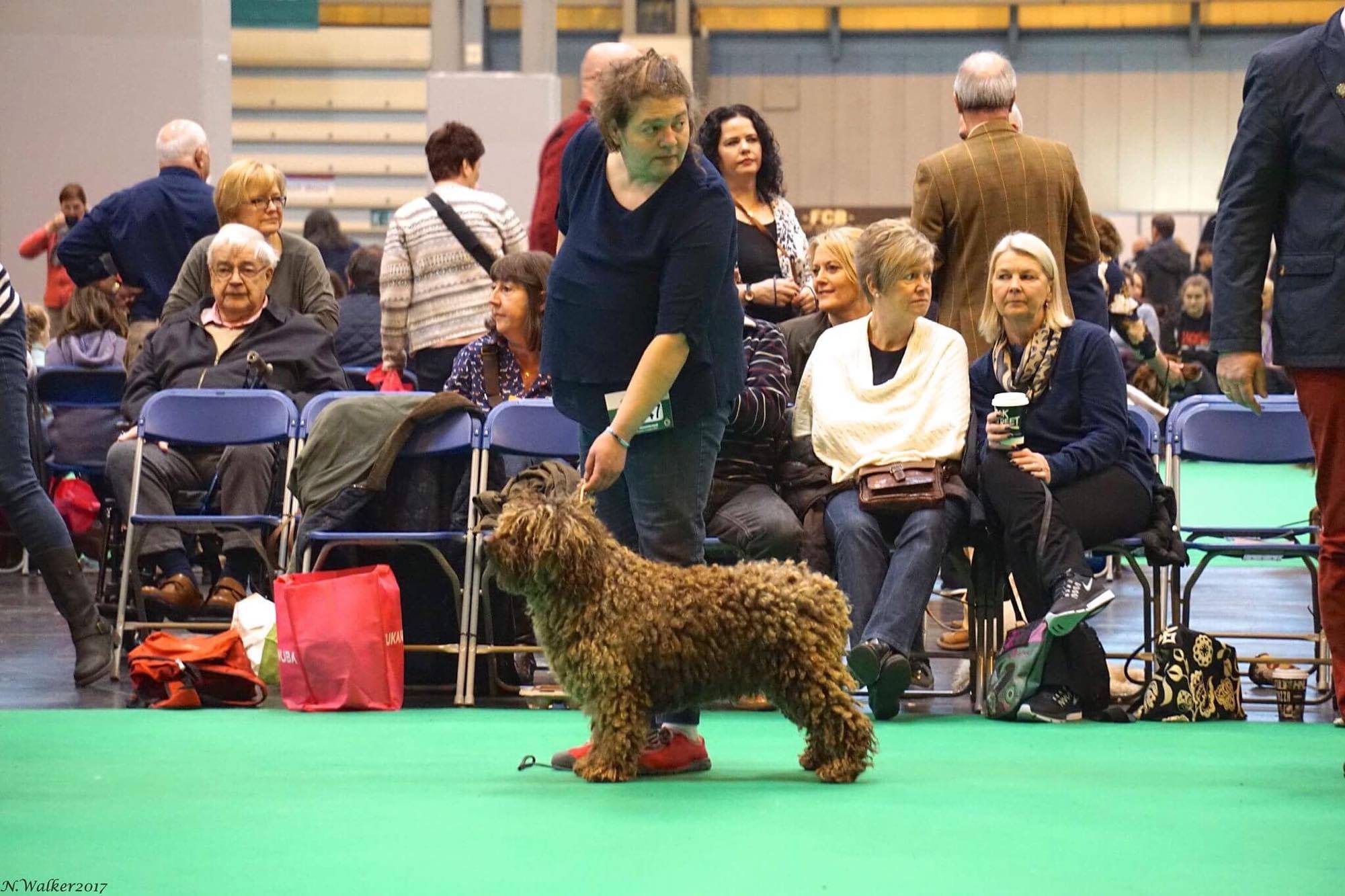 Spaanse Waterhonden tentoonstelling Crufts 2017