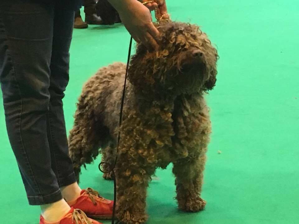 Spaanse Waterhonden tentoonstelling Crufts 2017