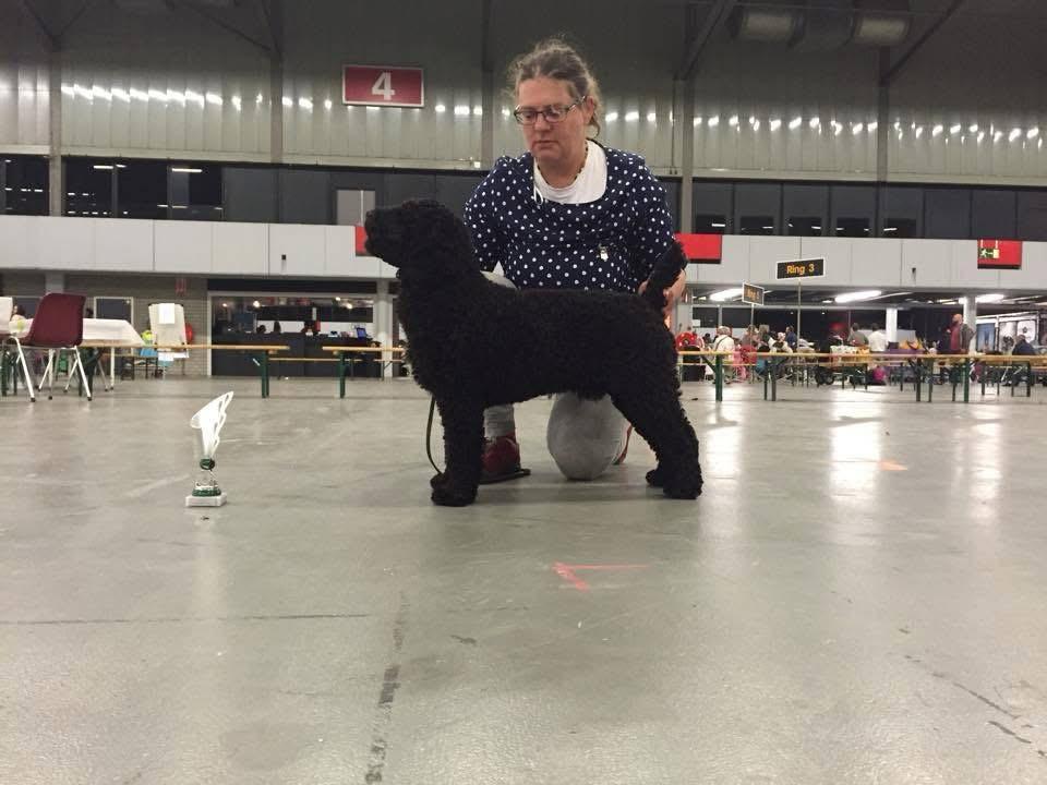 Spaanse Waterhond Kampioen Bourbon