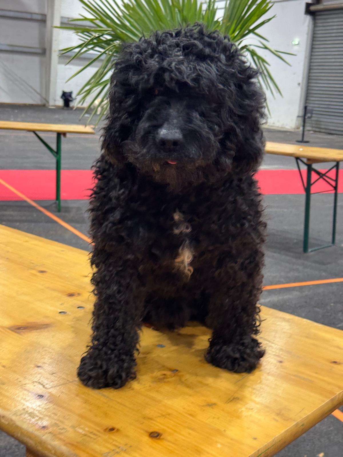 Spaanse Waterhond Bourbon