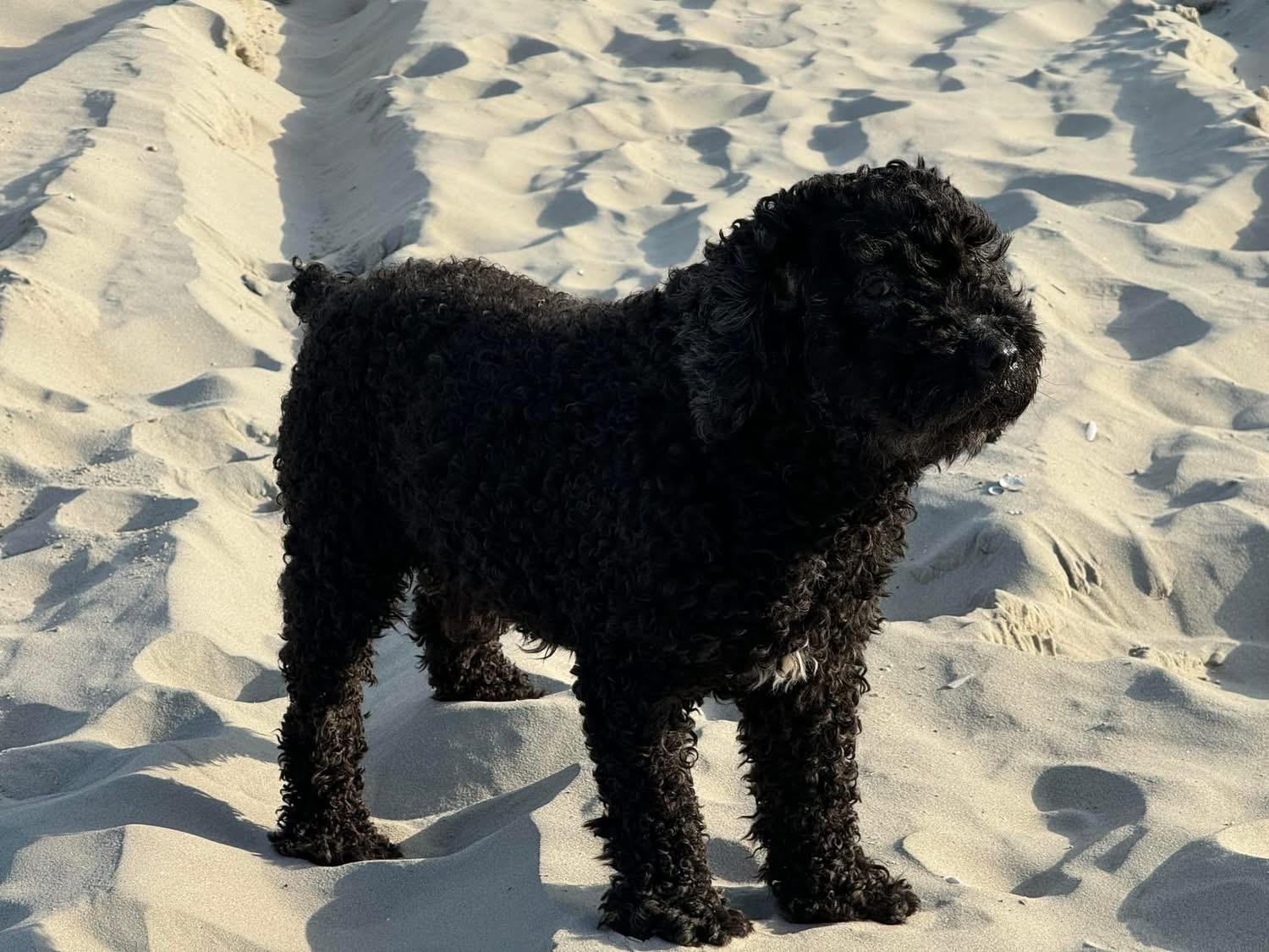 Spaanse Waterhond Kampioen Bourbon