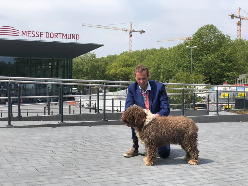 Spaanse Waterhond kampioen Fluffy in Dortmund
