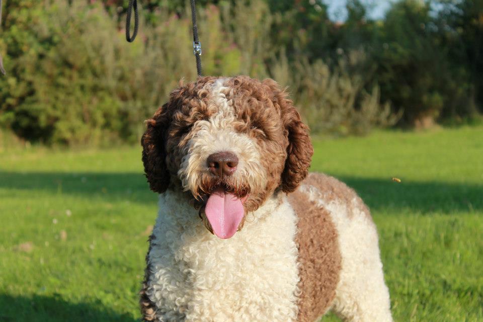 Spaanse Waterhond James van kennel De Amaragua