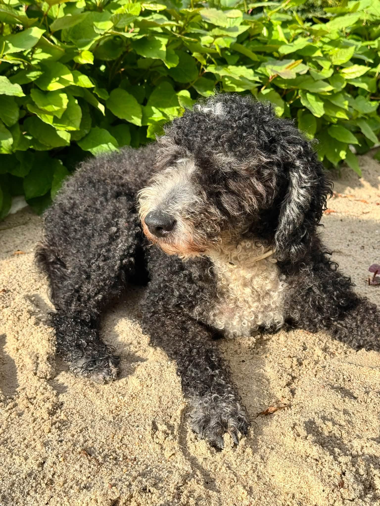Spaanse Waterhond Jule 17 jaar