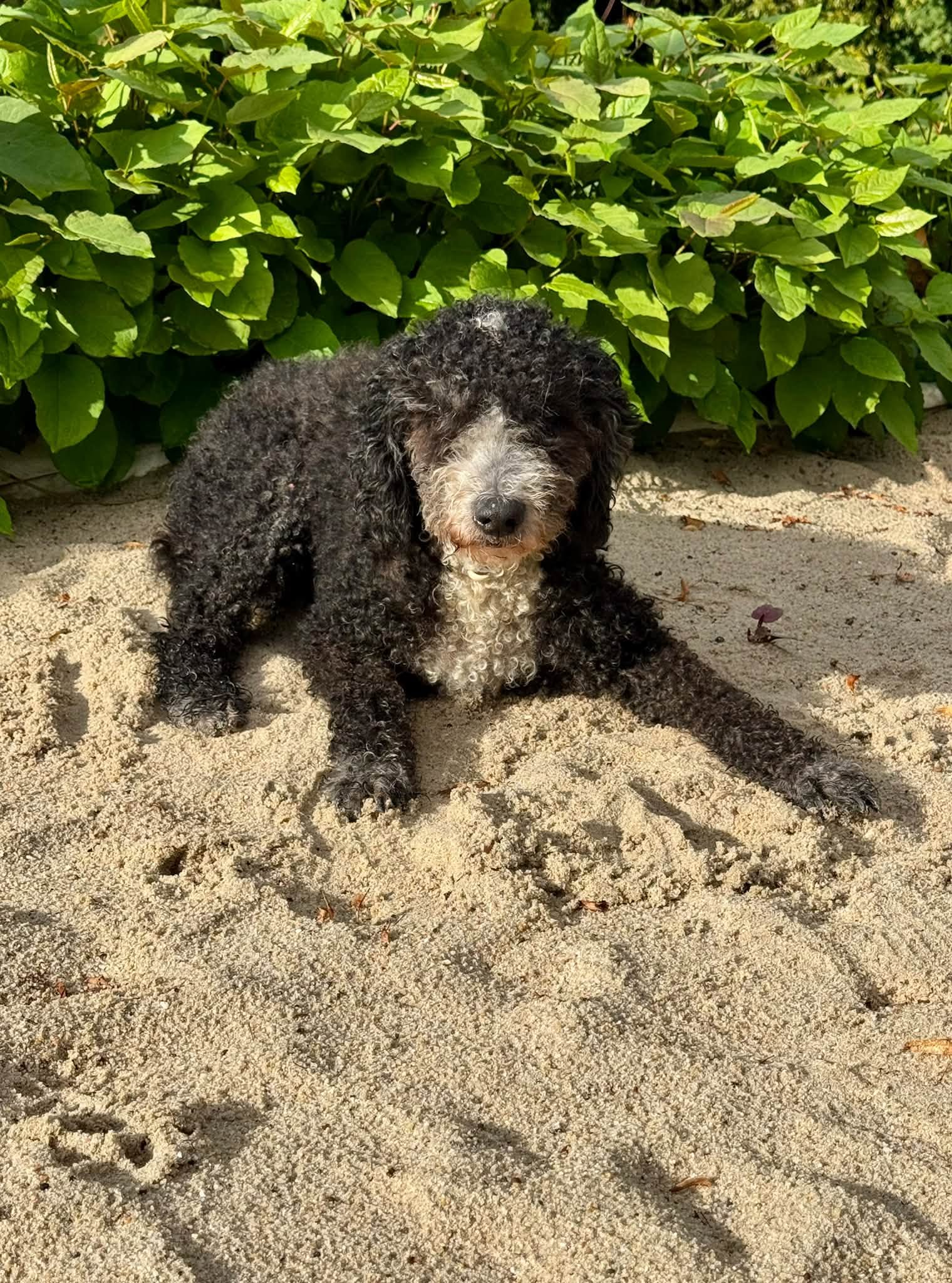 Spaanse Waterhond Jule 17 jaar