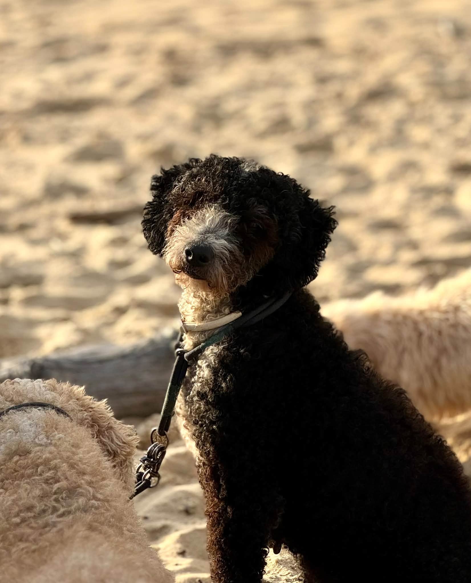 Spaanse Waterhond Jule 17 jaar