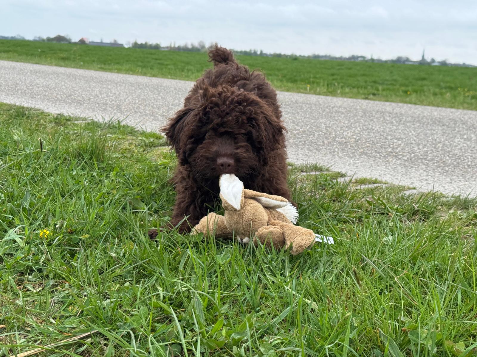 Spaanse Waterhond pup reu Simba is nog beschikbaar