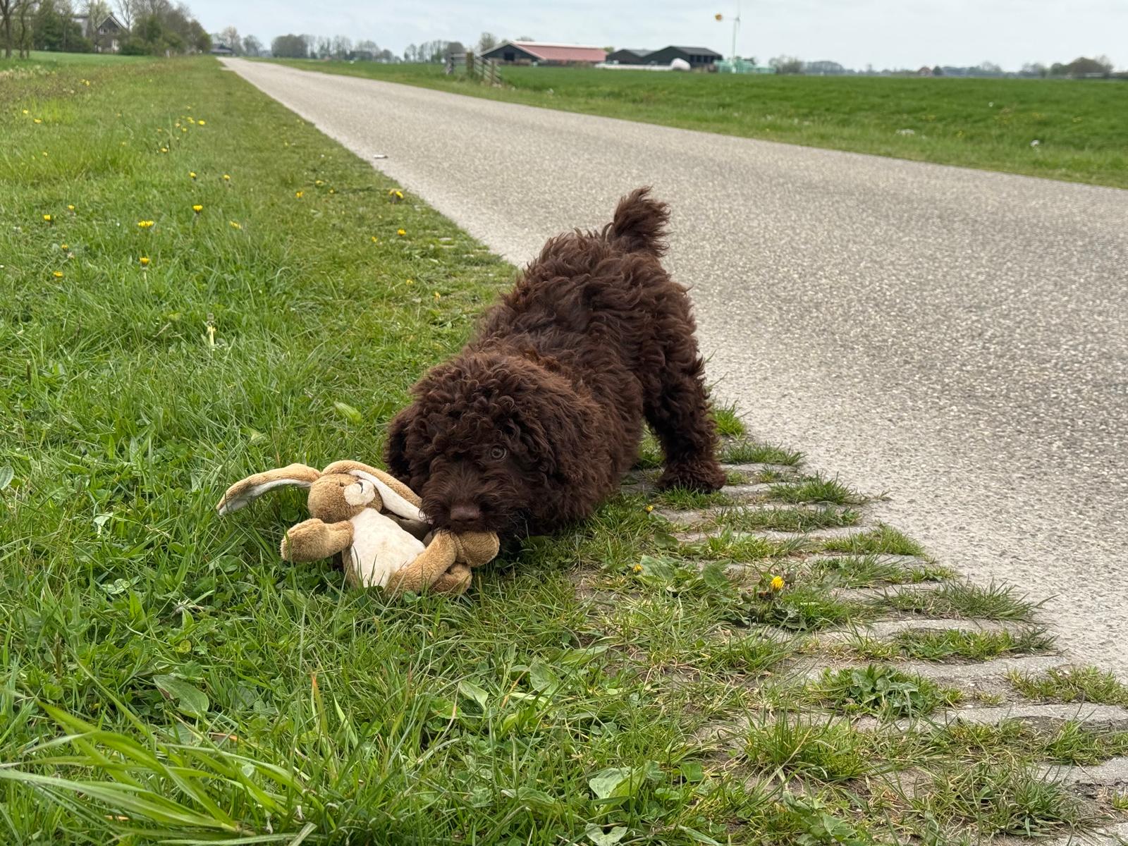 Spaanse Waterhond pup reu Simba is nog beschikbaar
