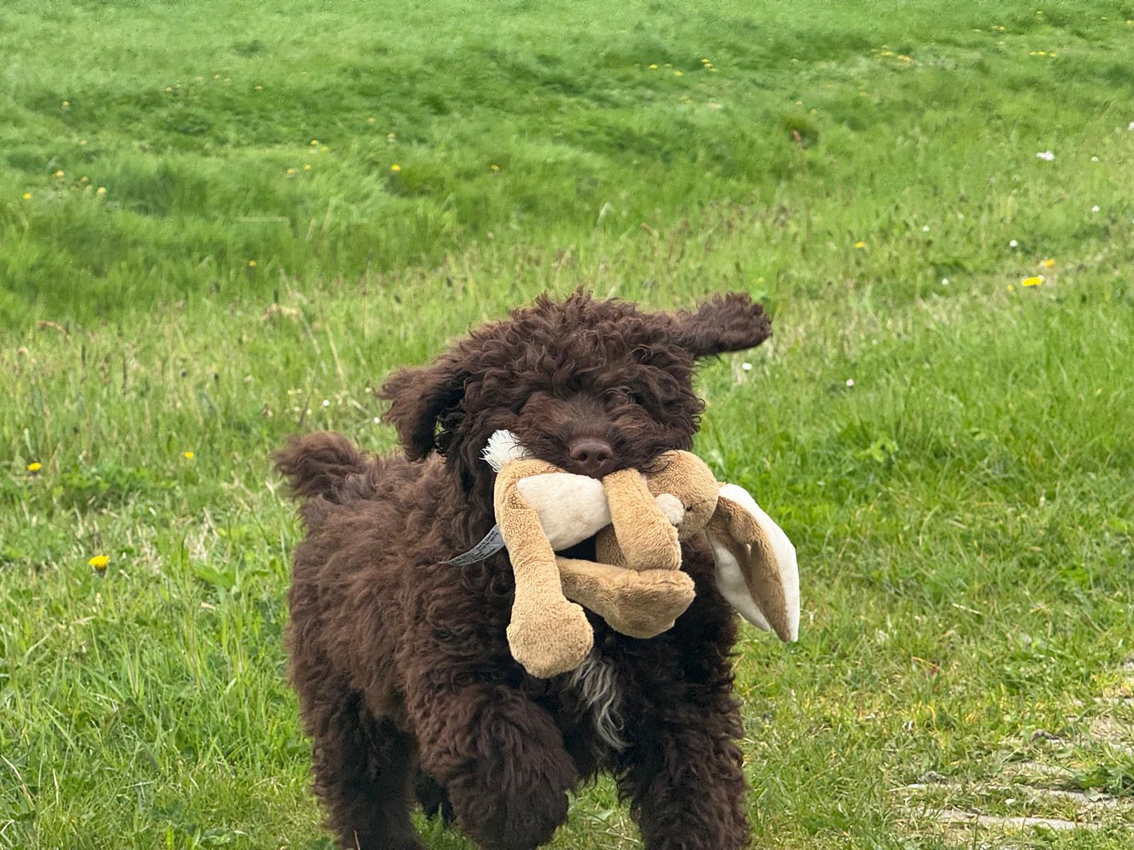 Spaanse Waterhond pup reu Simba is nog beschikbaar
