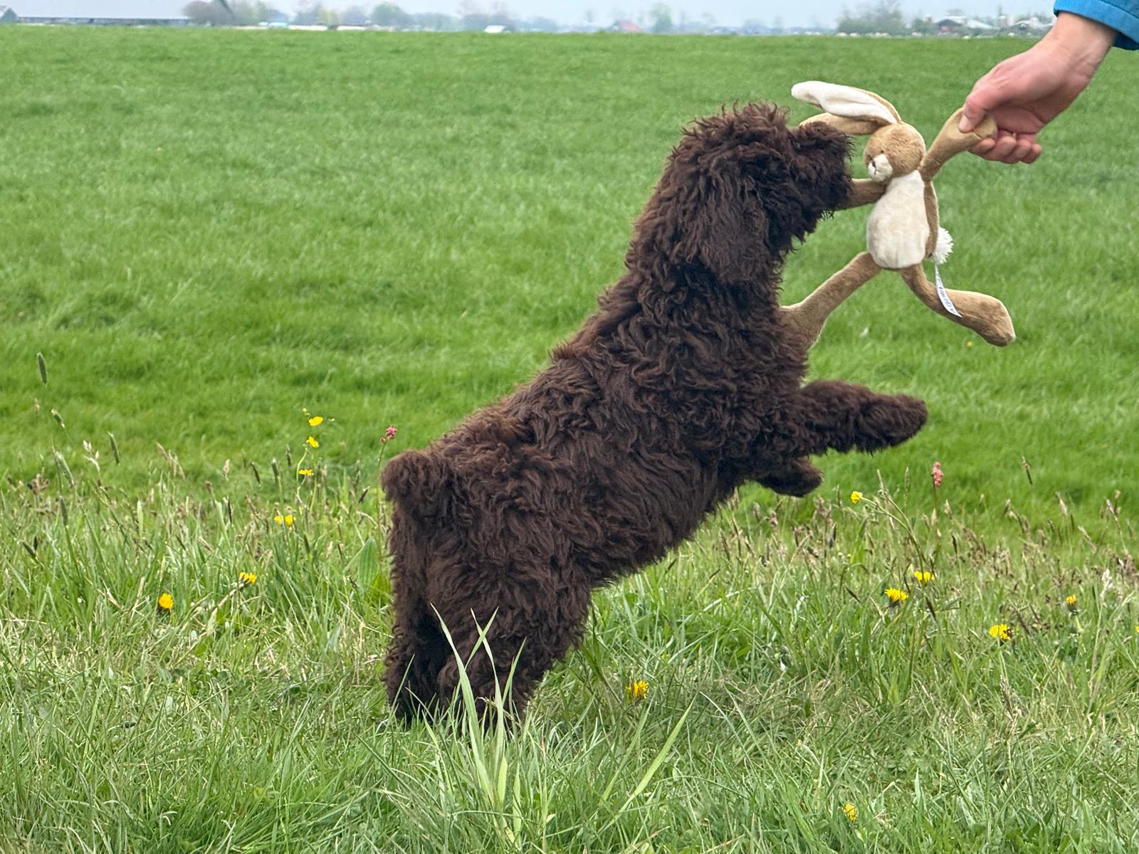 Spaanse Waterhond pup reu Simba is nog beschikbaar
