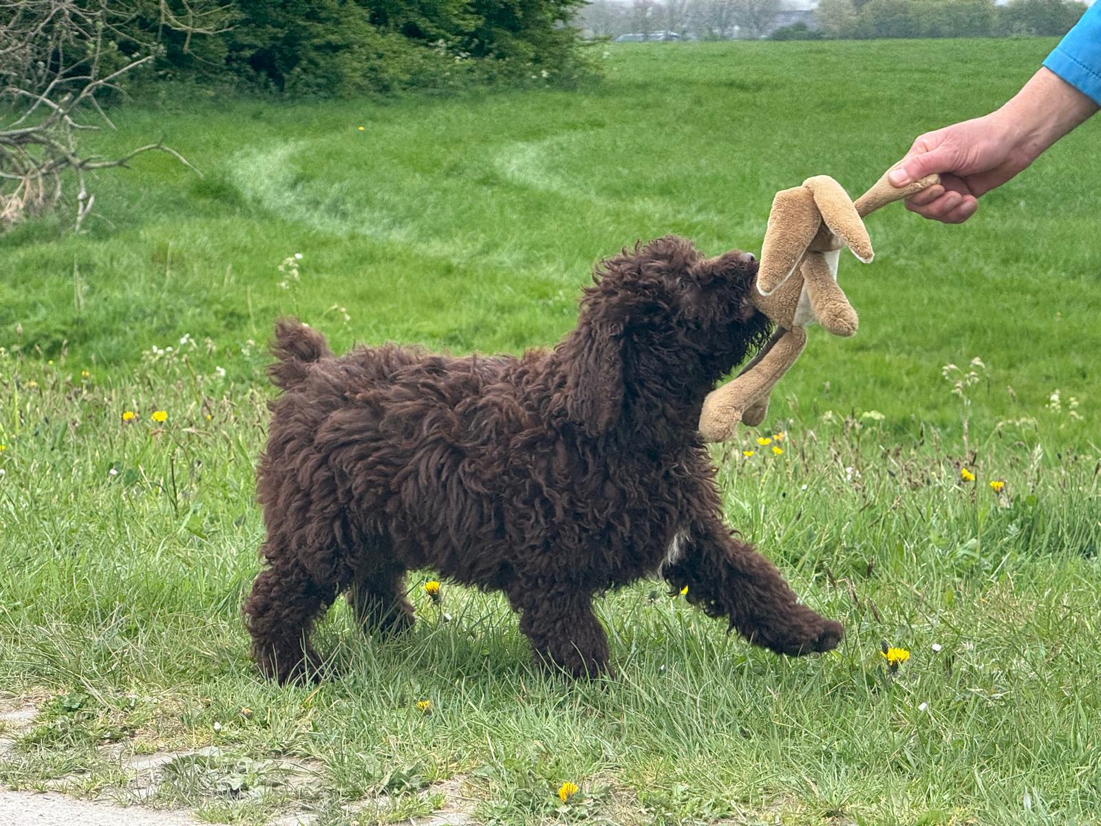 Spaanse Waterhond pup reu Simba is nog beschikbaar
