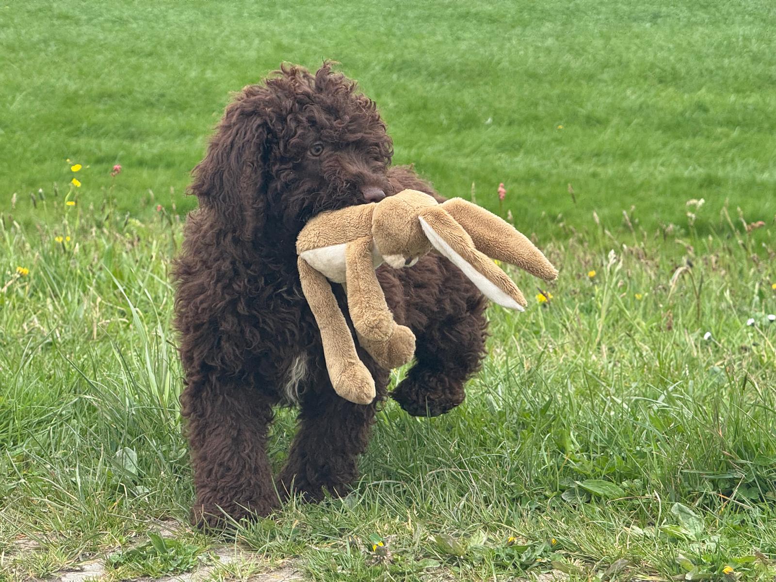 Spaanse Waterhond pup reu Simba is nog beschikbaar