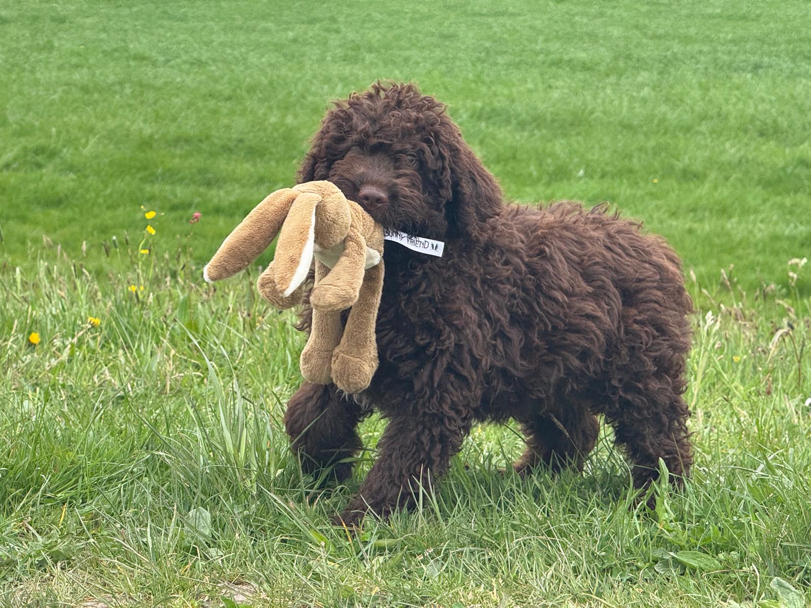 Spaanse Waterhond pup reu Simba is nog beschikbaar