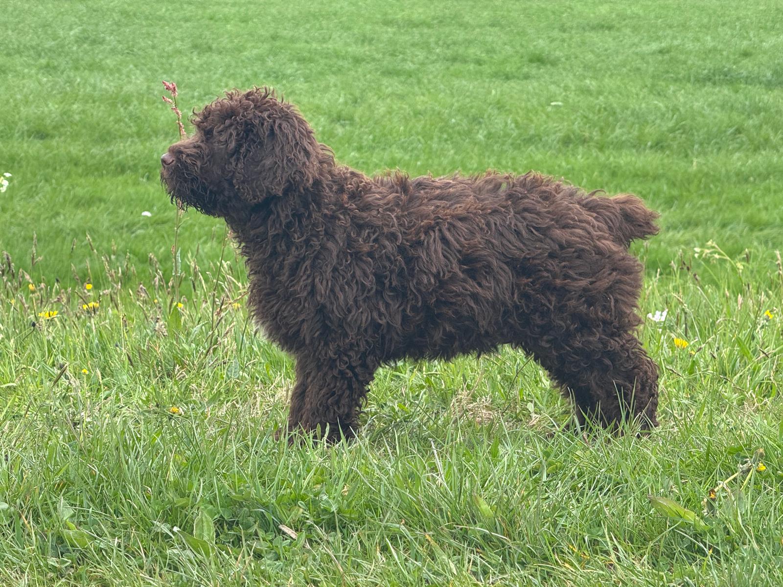 Spaanse Waterhond pup reu Simba is nog beschikbaar