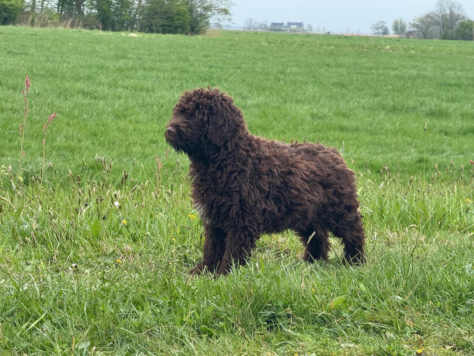 Spaanse Waterhond pup reu Simba is nog beschikbaar