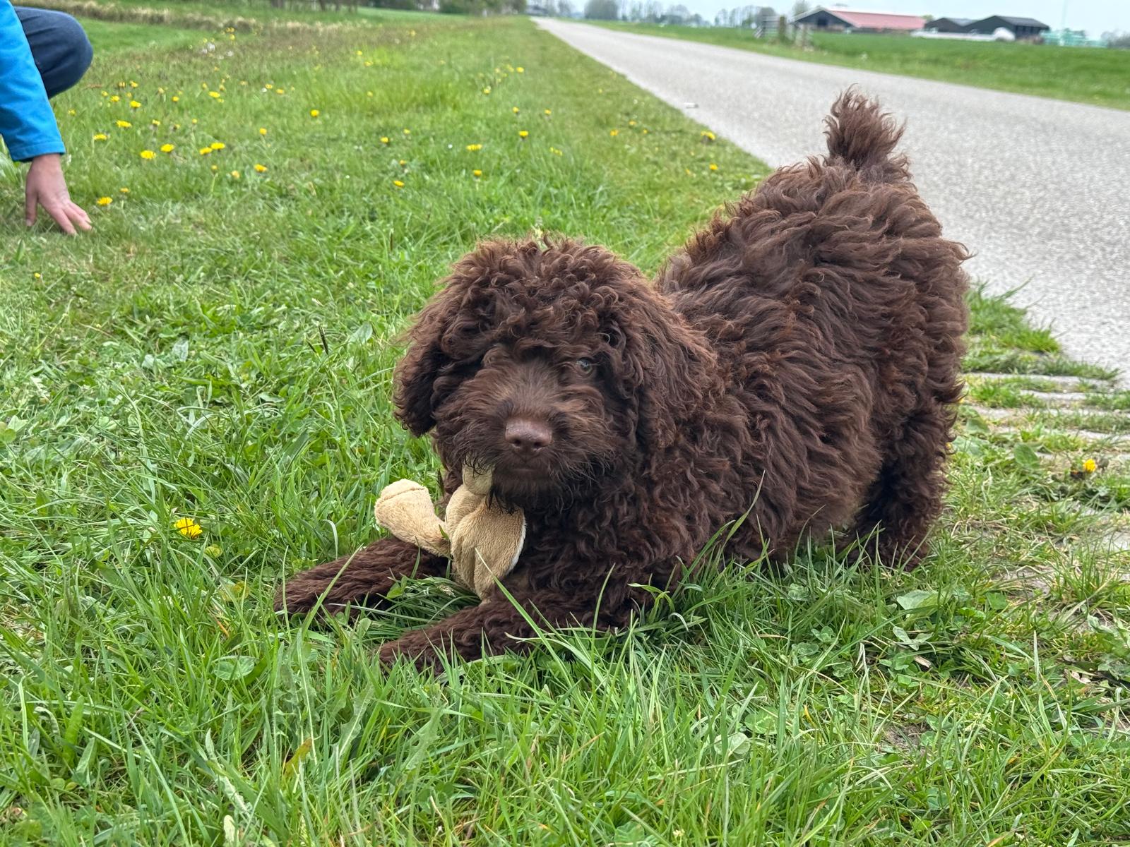 Spaanse Waterhond pup reu Simba is nog beschikbaar