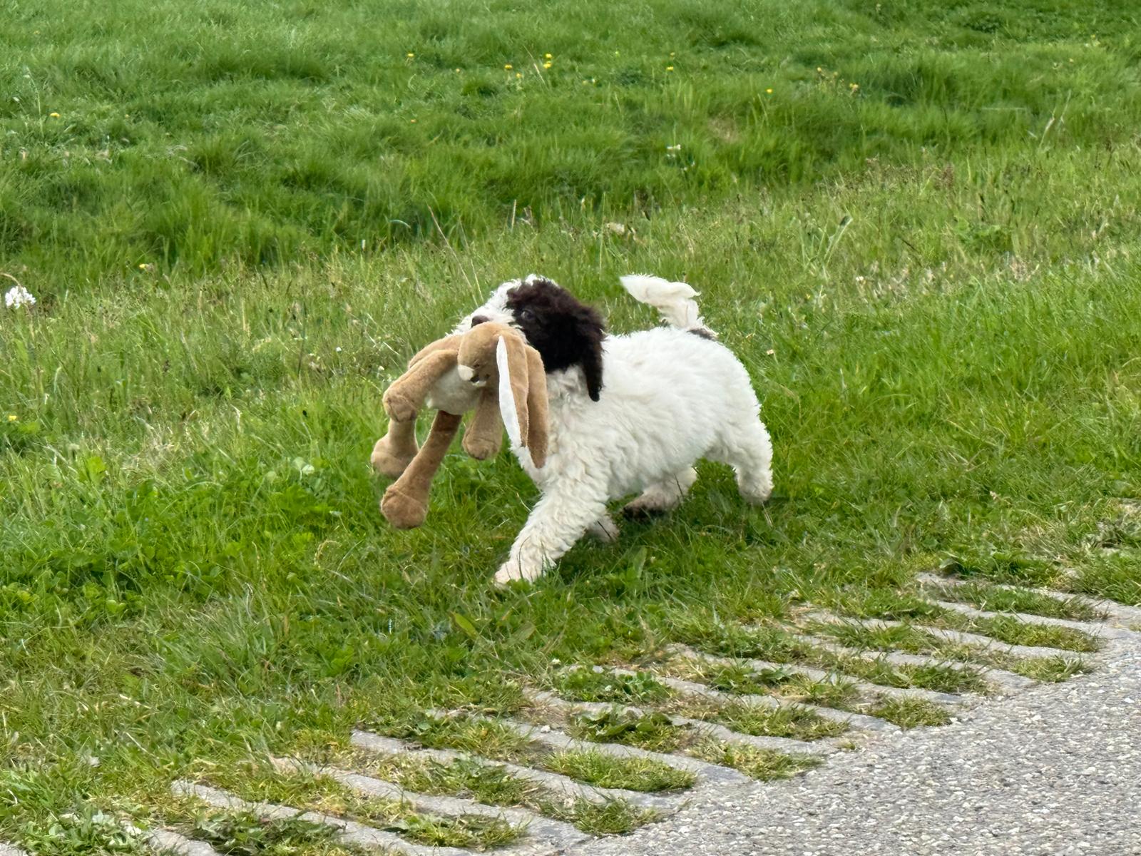 Spaanse Waterhond pup teefje 3