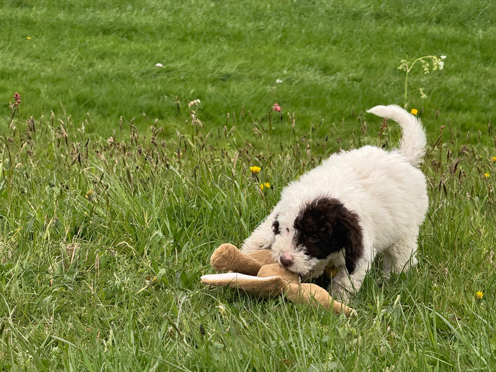 Spaanse Waterhond pup teefje 3 beschikbaar