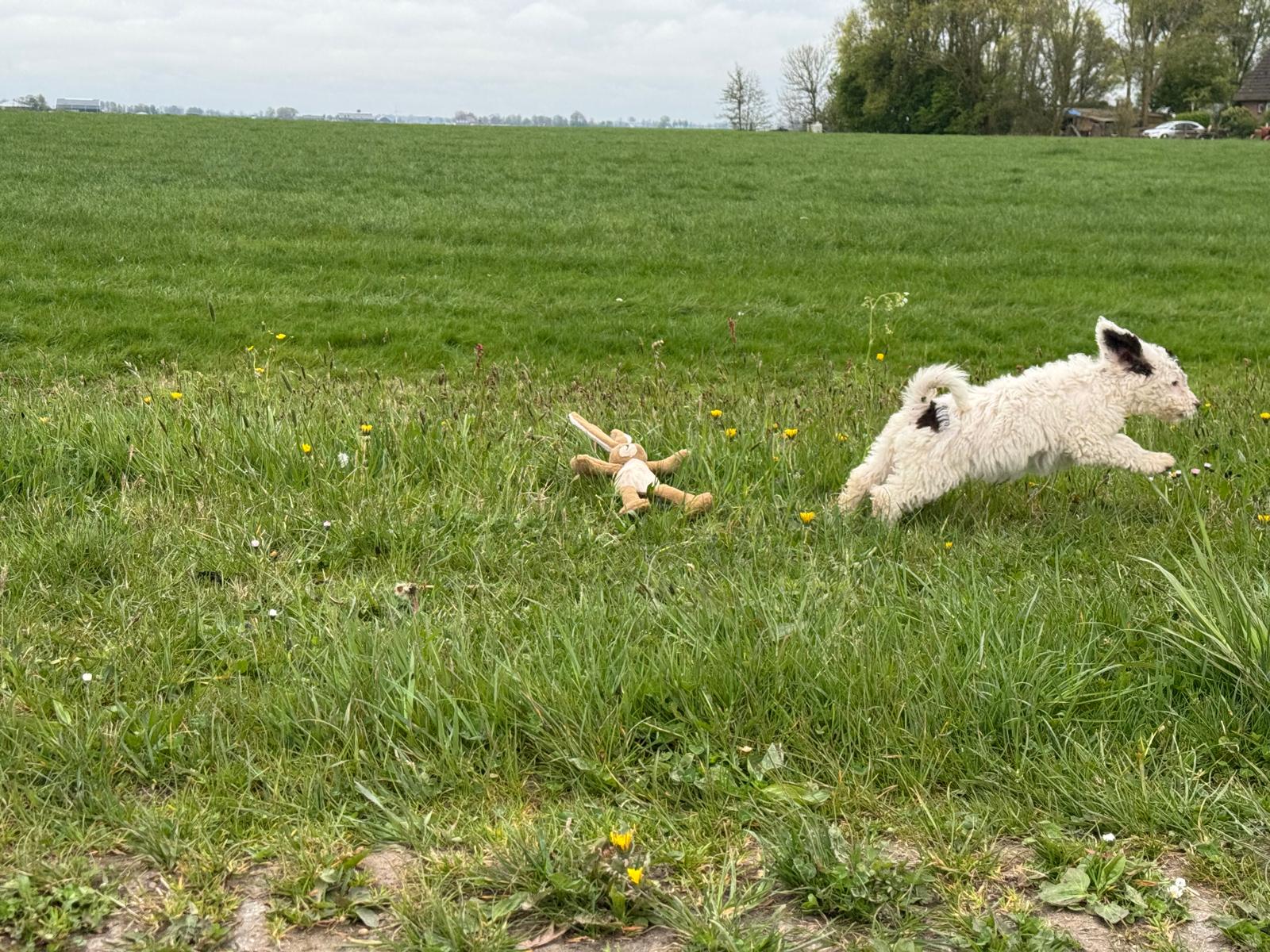 Spaanse Waterhond pup teefje 3 beschikbaar