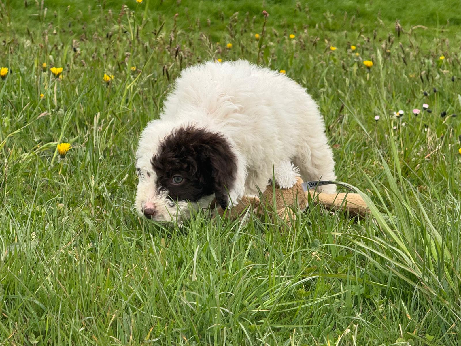Spaanse Waterhond pup teefje 3 beschikbaar