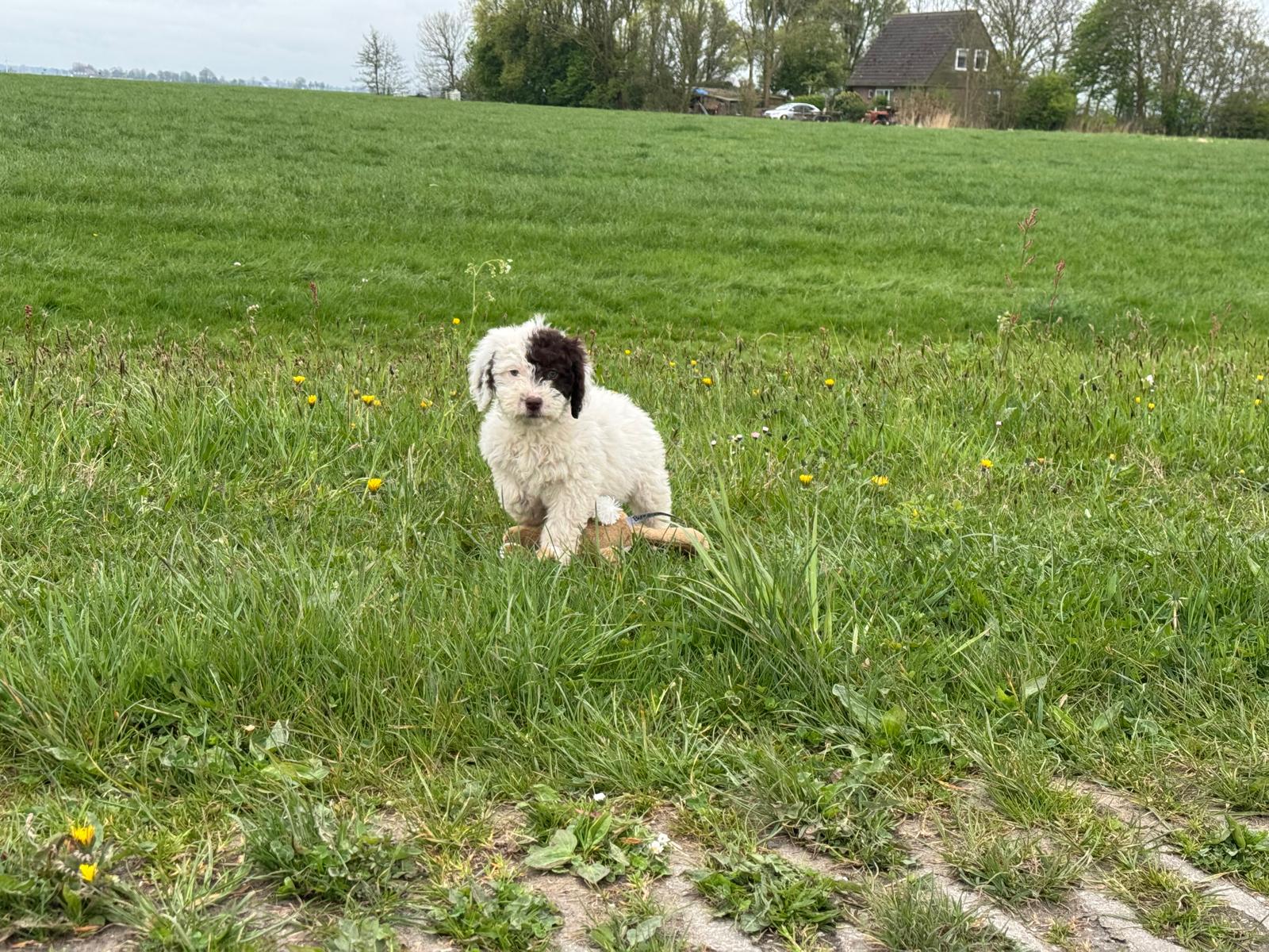 Spaanse Waterhond pup teefje 3 beschikbaar