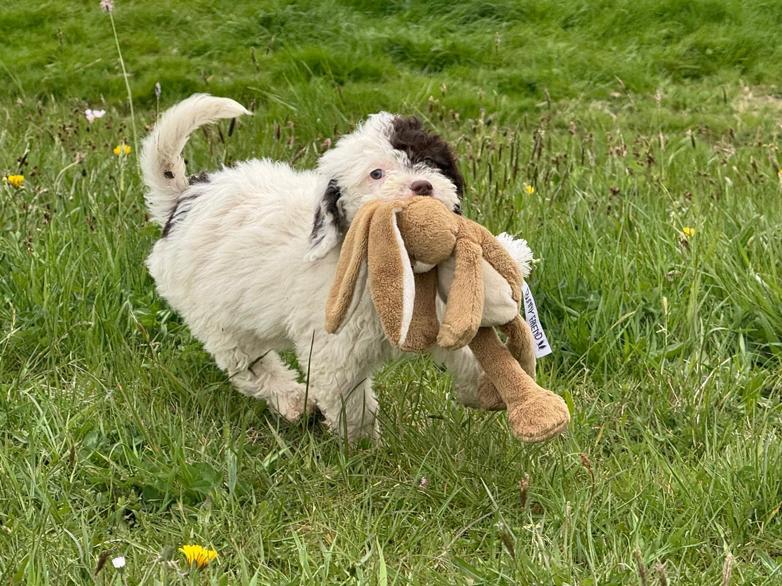 Spaanse Waterhond pup teefje 3 beschikbaar