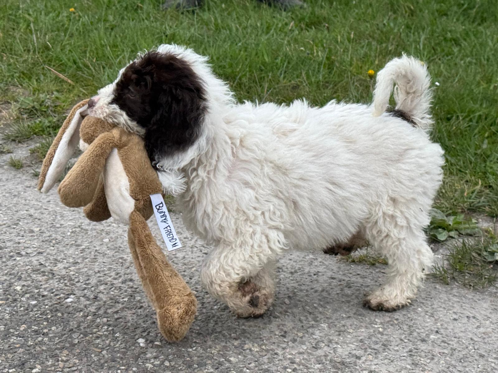 Spaanse Waterhond pup teefje 3 beschikbaar