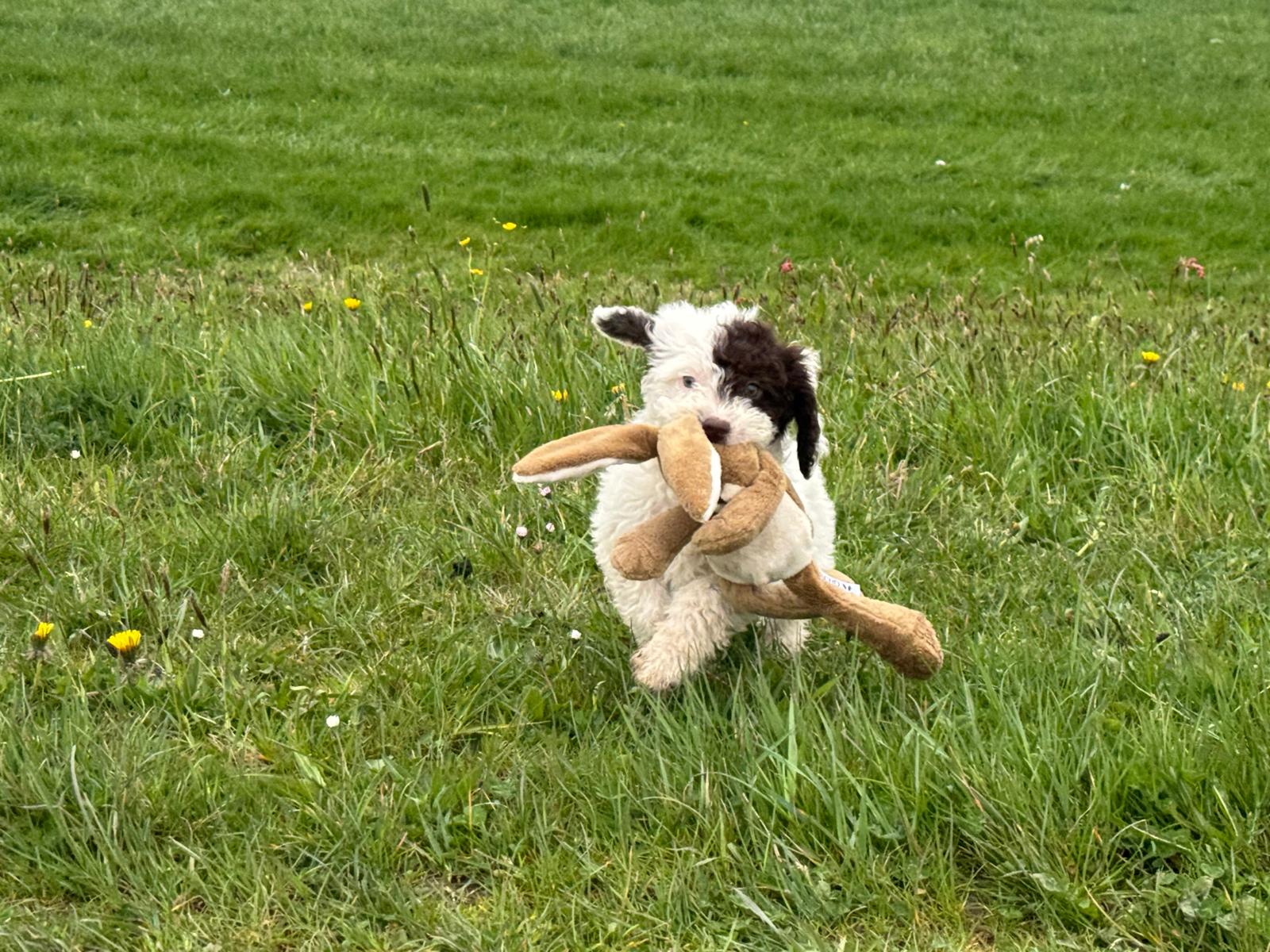 Spaanse Waterhond pup teefje 3 beschikbaar