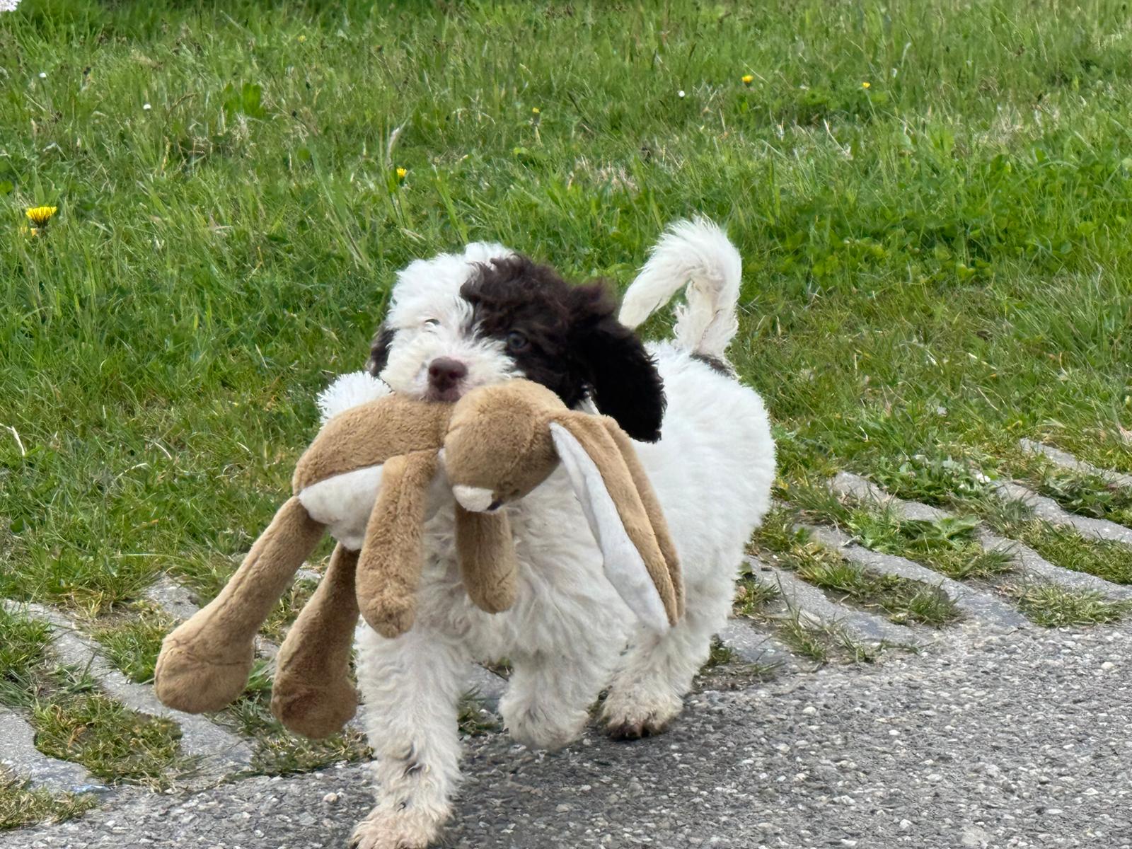 Spaanse Waterhond pup teefje 3 beschikbaar