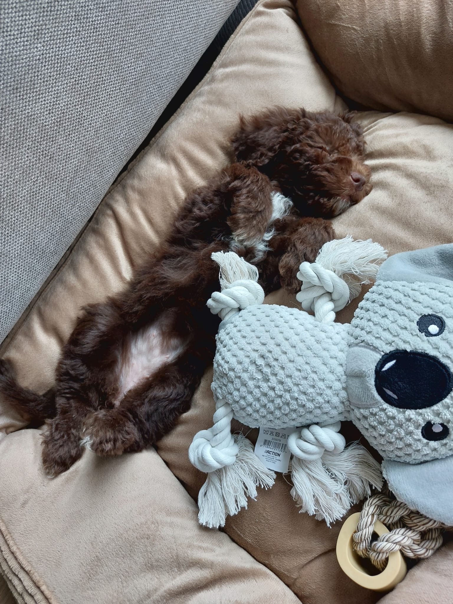 Spaanse Waterhond pups beschikbaar