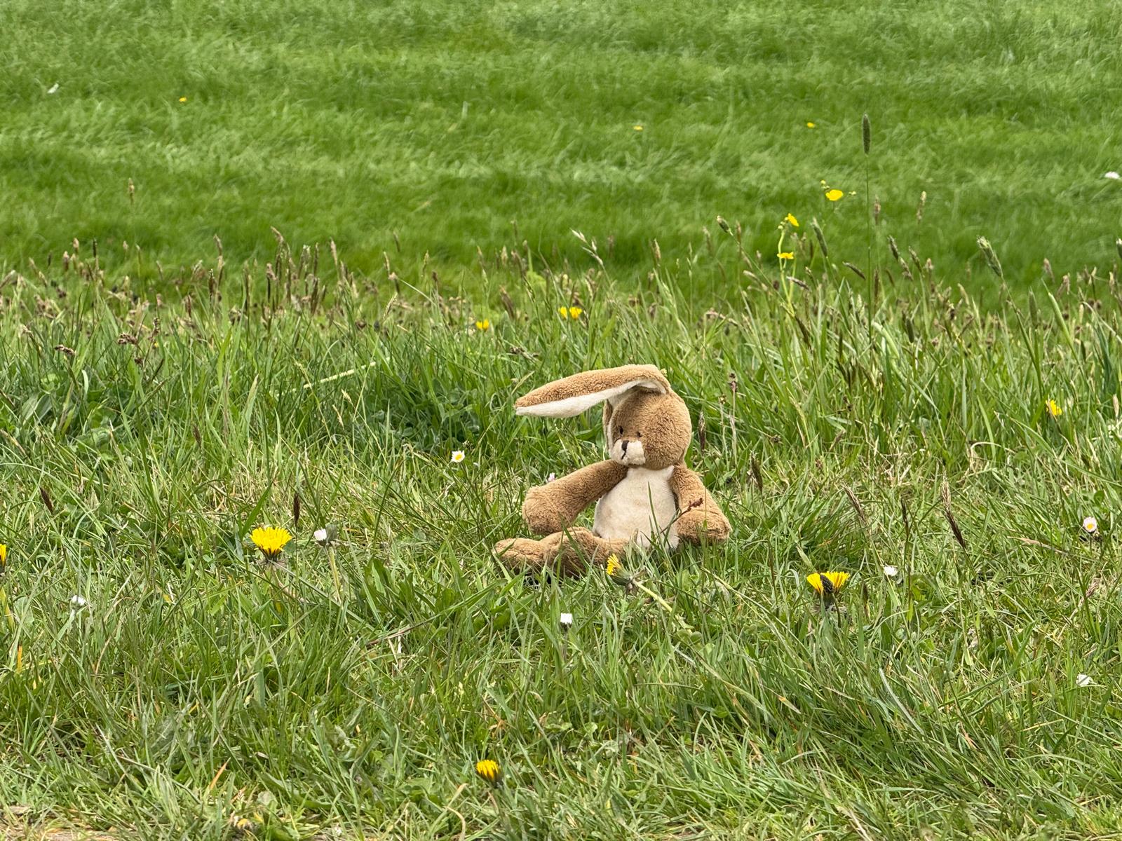 Spaanse Waterhond pups beschikbaar