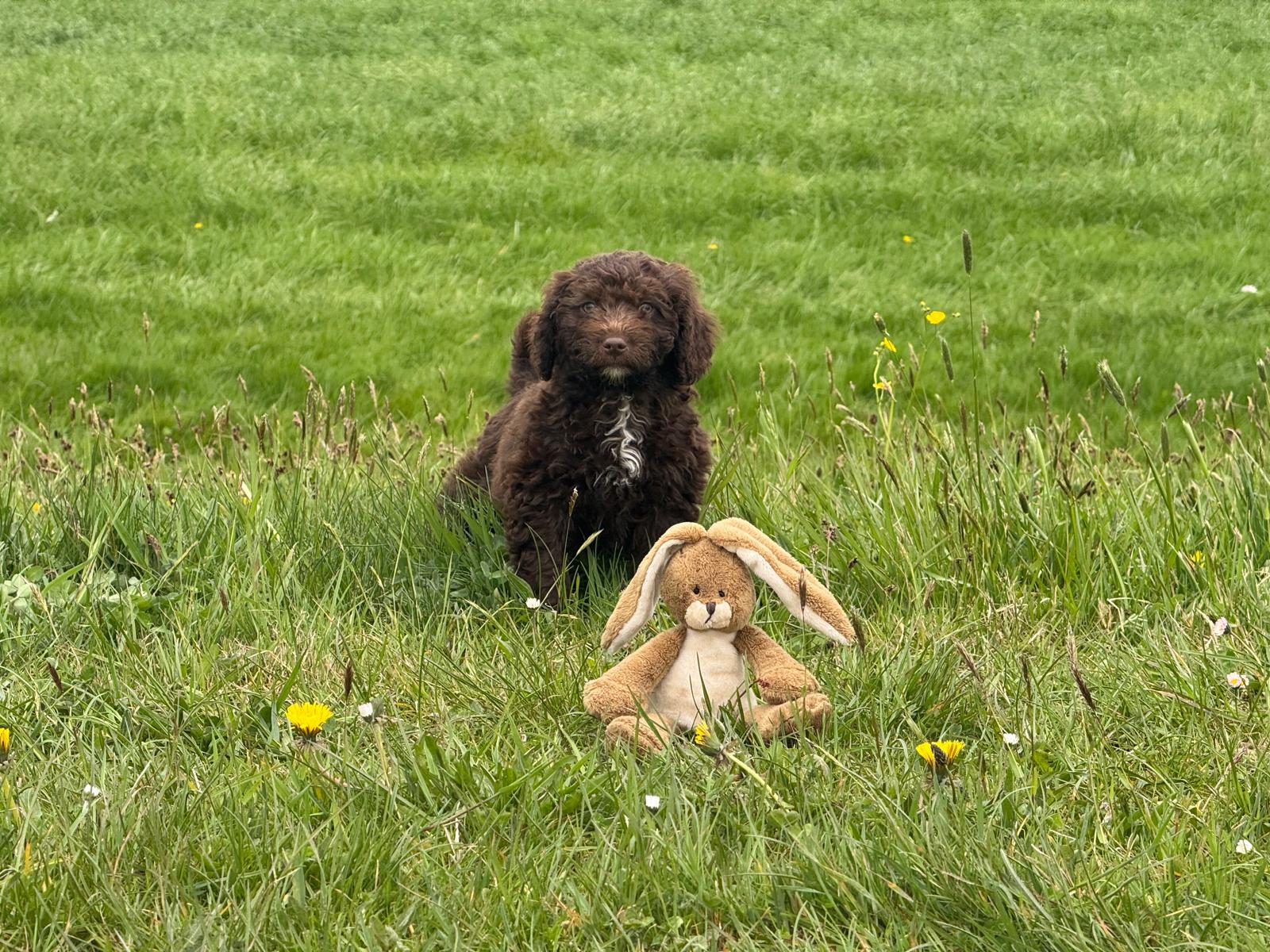 Spaanse Waterhond pup reu 1 beschikbaar