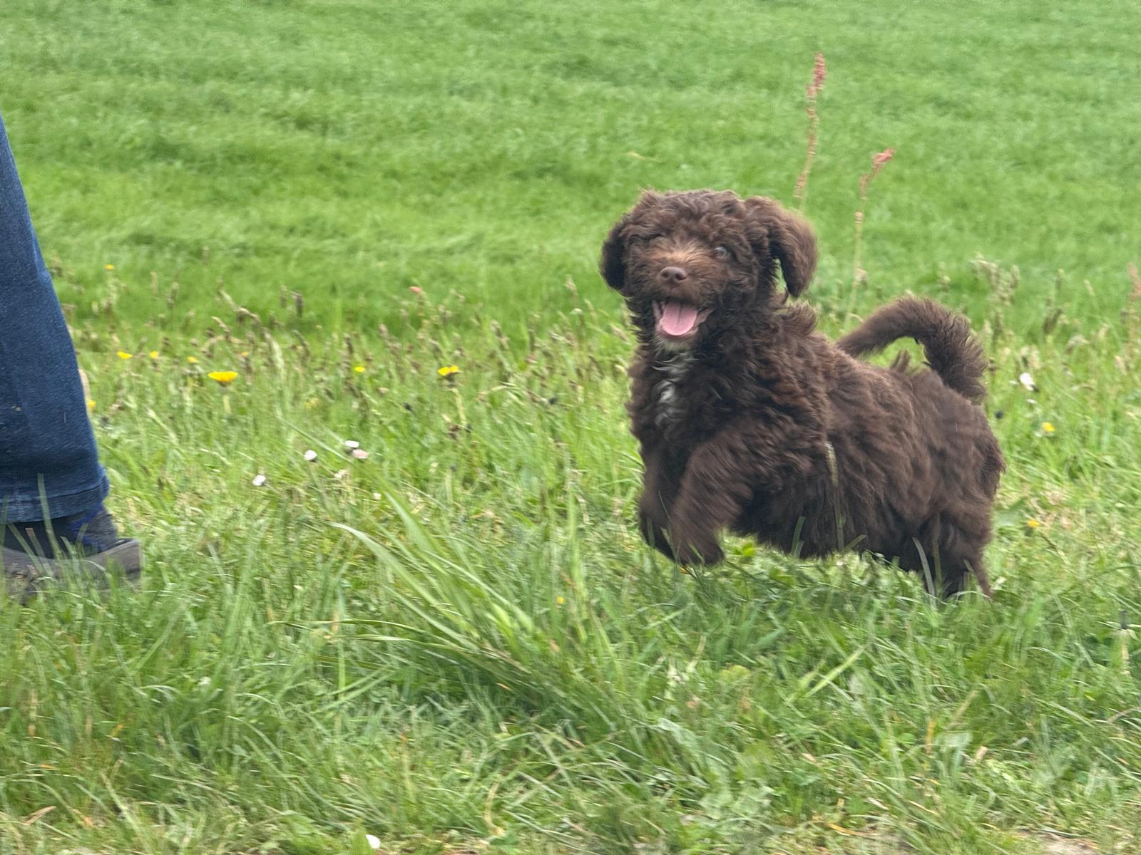 Spaanse Waterhond pup reu 1 beschikbaar
