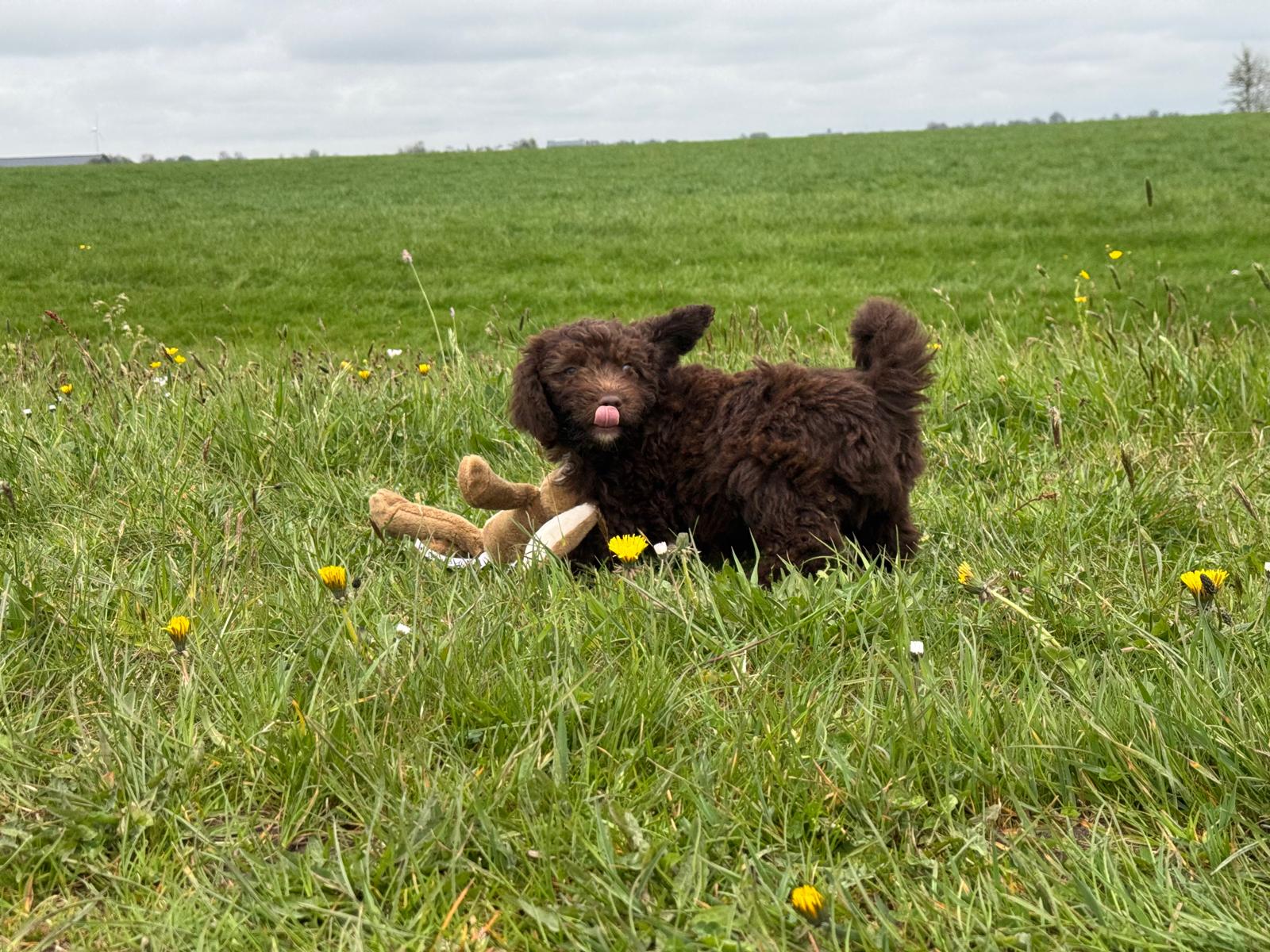 Spaanse Waterhond pup reu 1 beschikbaar