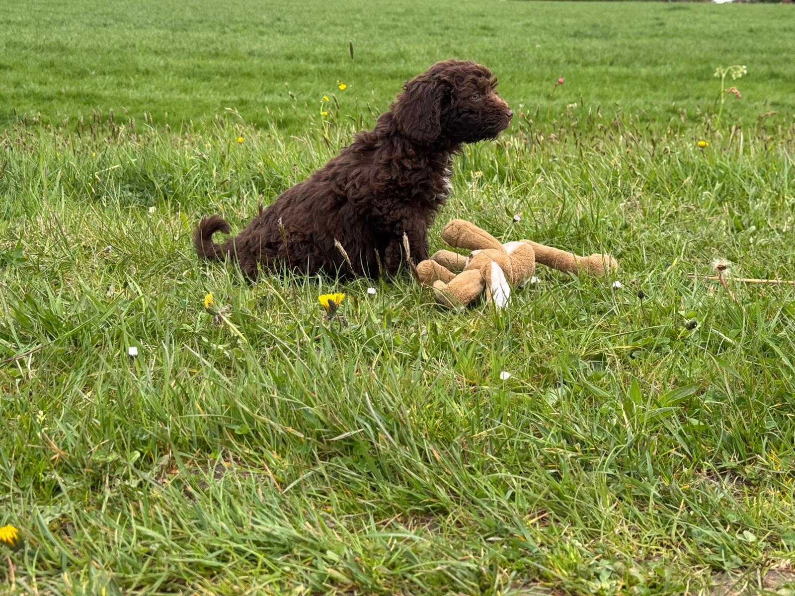 Spaanse Waterhond pup reu 1 beschikbaar