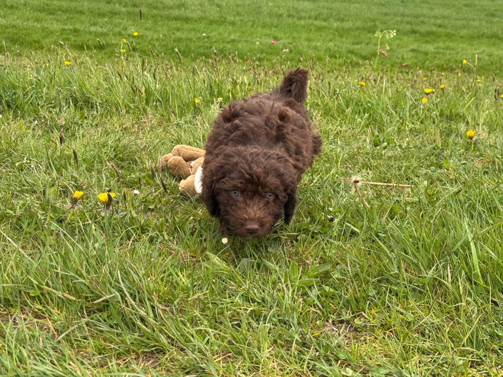 Spaanse Waterhond pup reu 1 beschikbaar