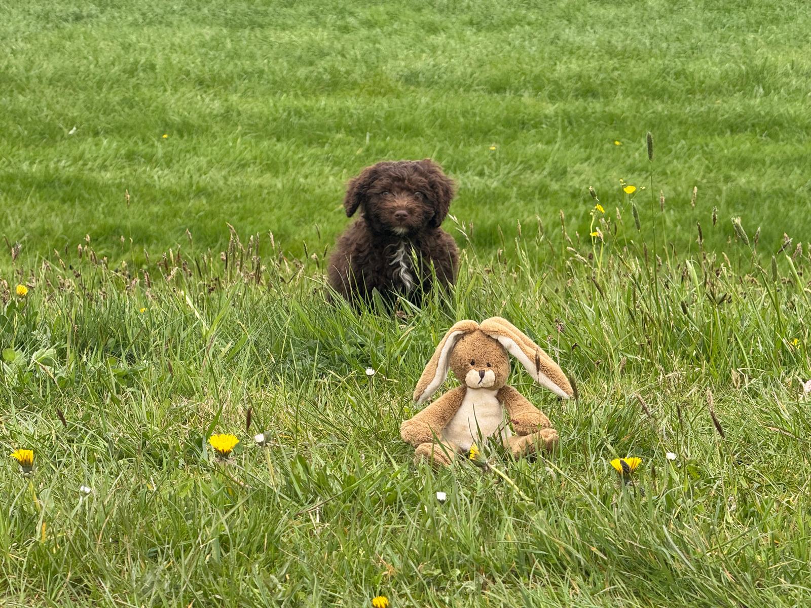 Spaanse Waterhond pup reu 1 beschikbaar