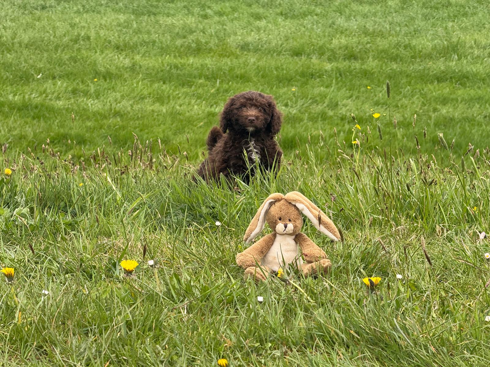 Spaanse Waterhond pup reu 1 beschikbaar