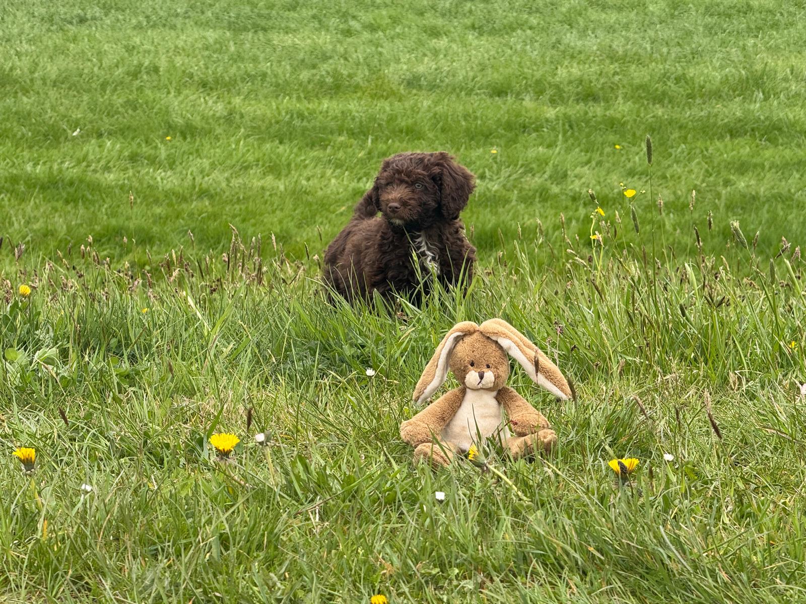 Spaanse Waterhond pup reu 1 beschikbaar