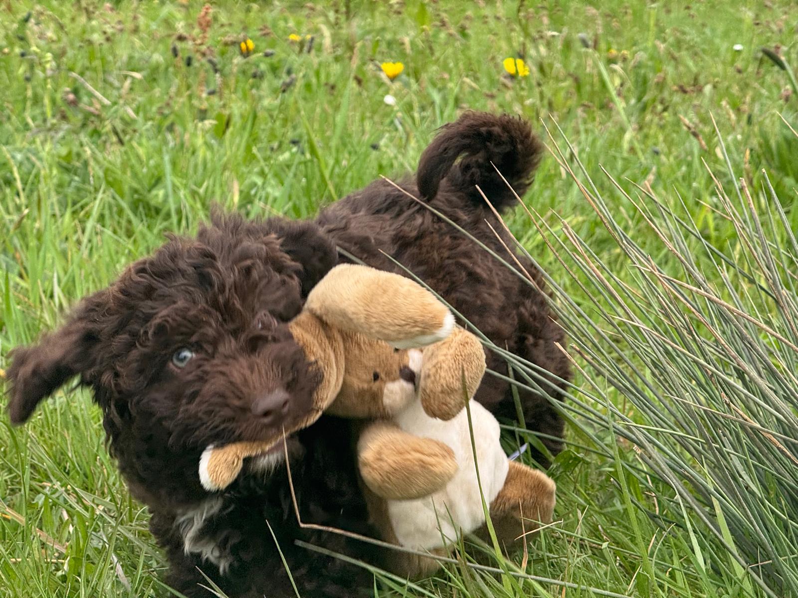 Spaanse Waterhond pup reutje 2