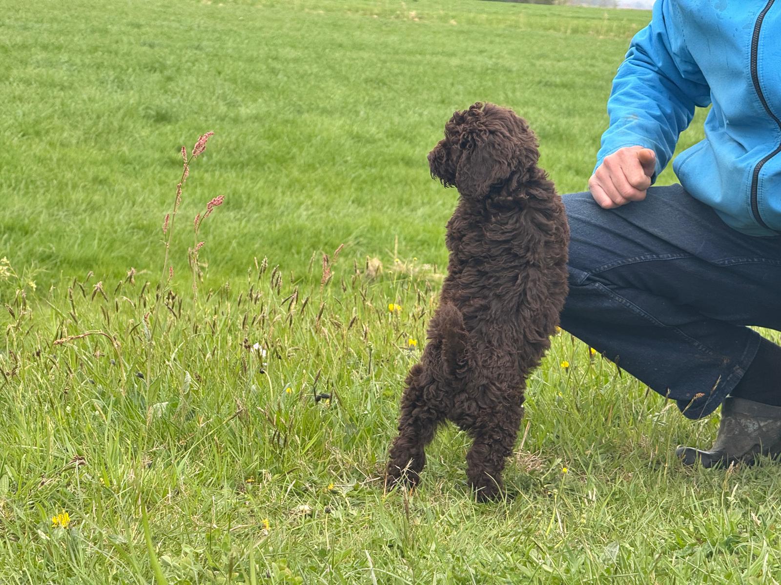 Spaanse Waterhond pup reu 2 beschikbaar