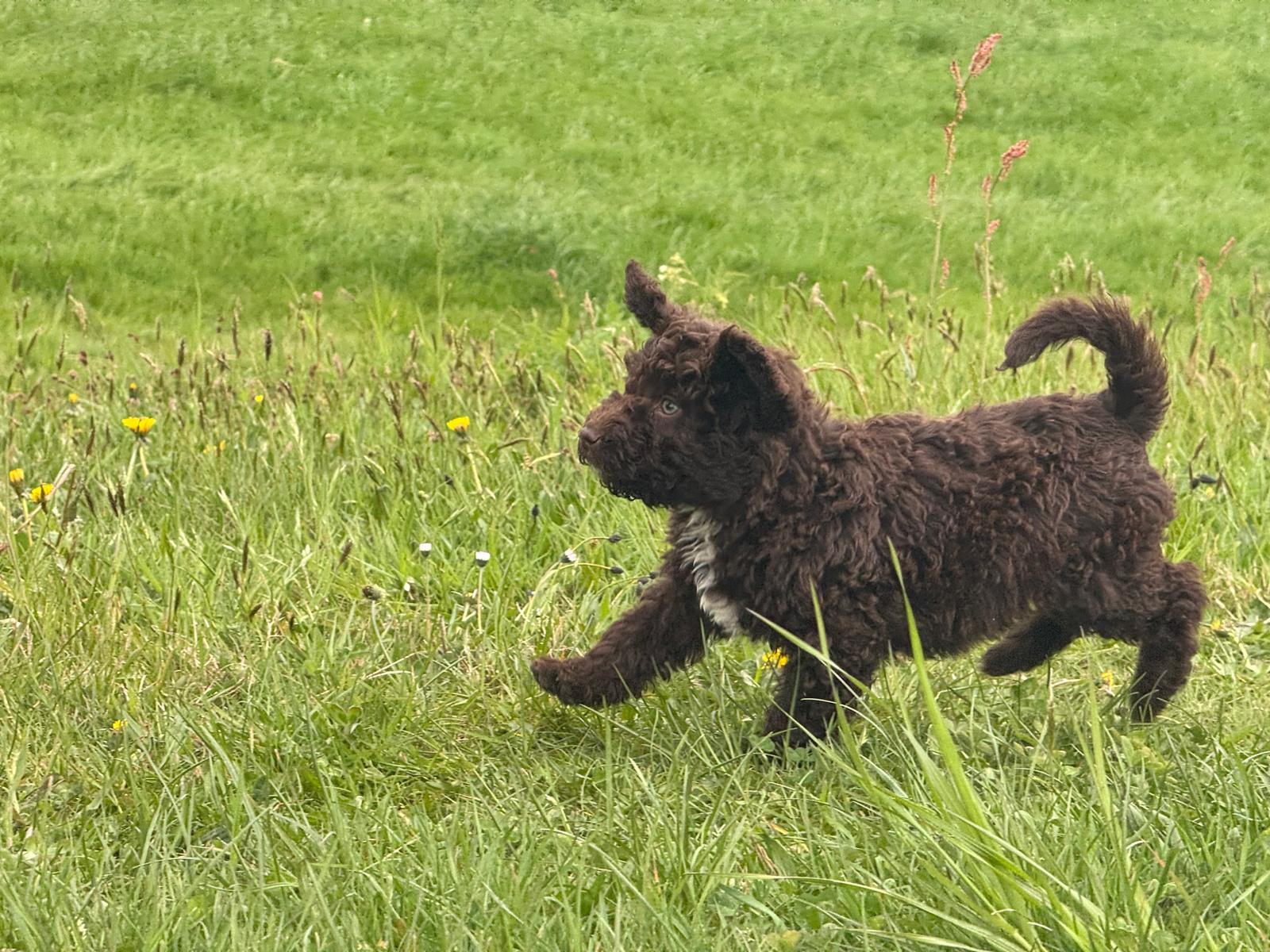 Spaanse Waterhond pup reu 2 beschikbaar