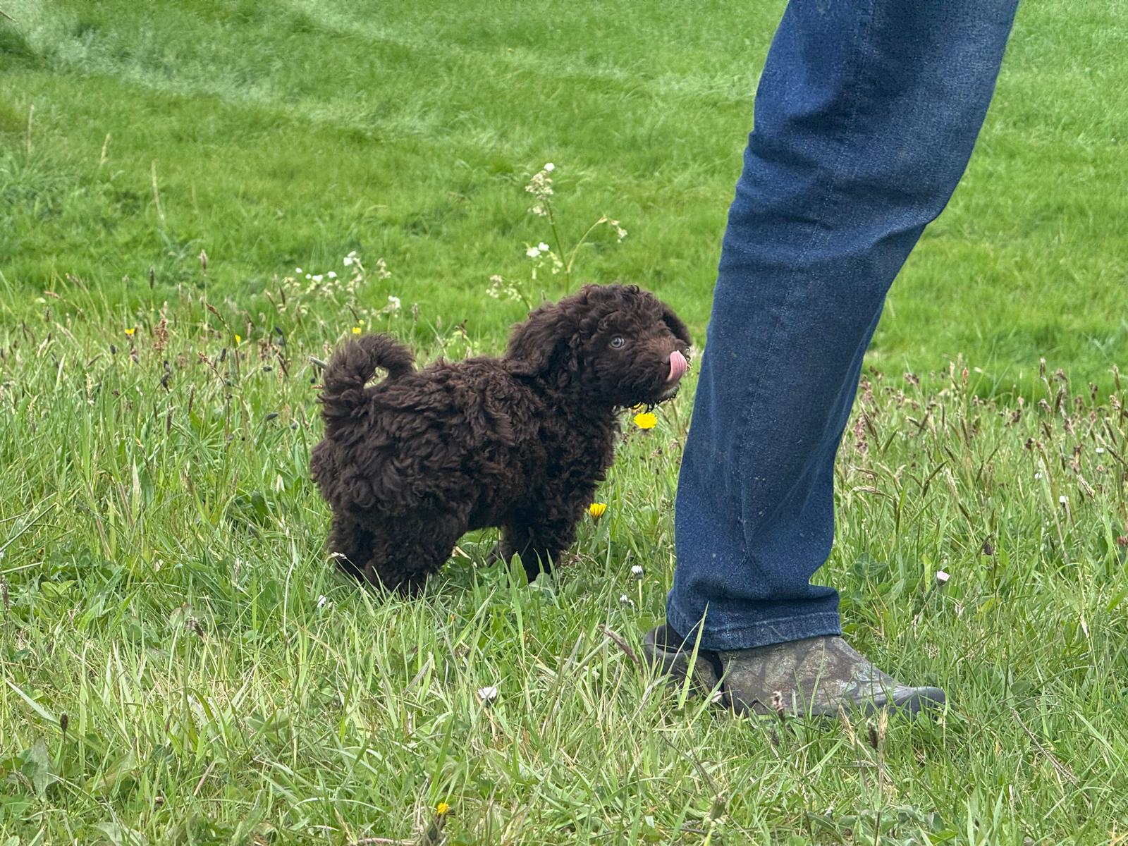 Spaanse Waterhond pup reu 2 beschikbaar