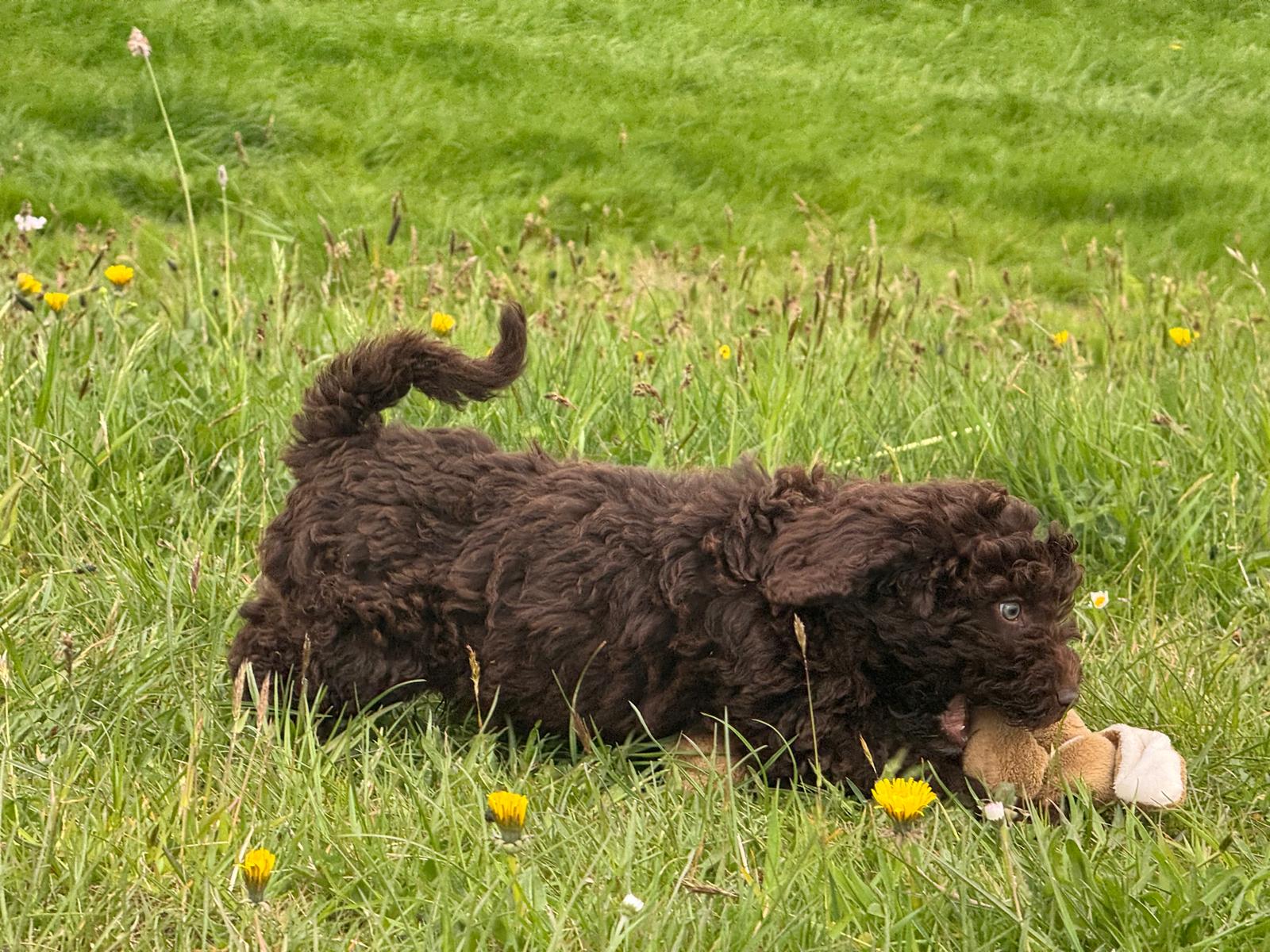 Spaanse Waterhond pup reu 2 beschikbaar