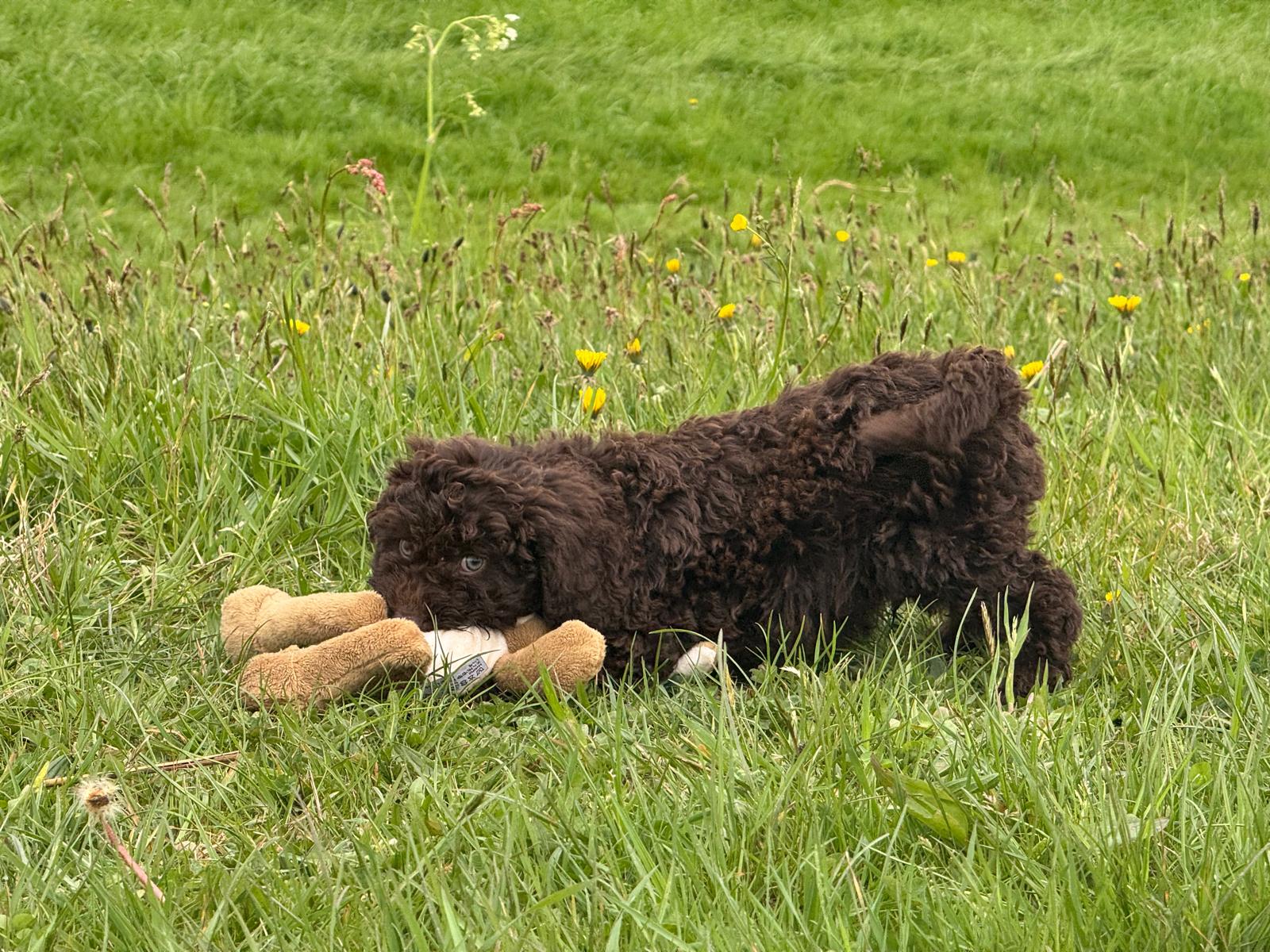 Spaanse Waterhond pup reu 2 beschikbaar