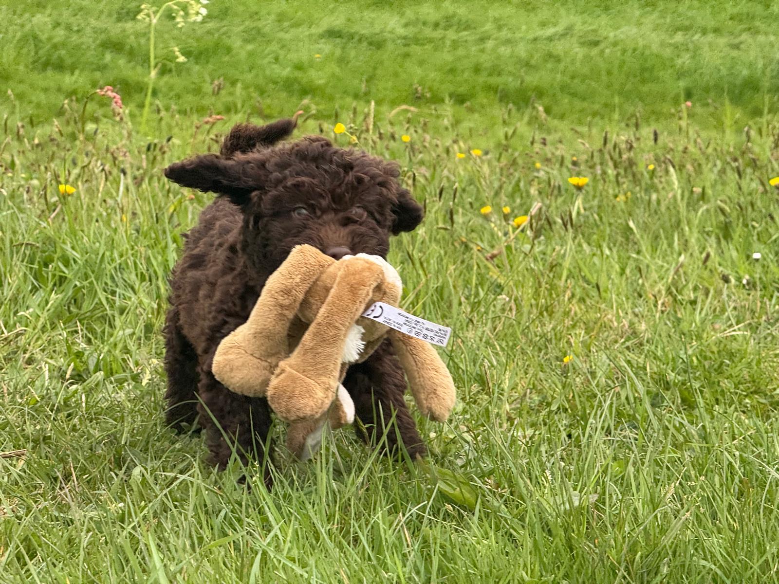 Spaanse Waterhond pup reu 2 beschikbaar